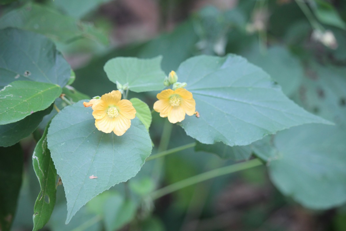 Abutilon subumbellatum Philcox